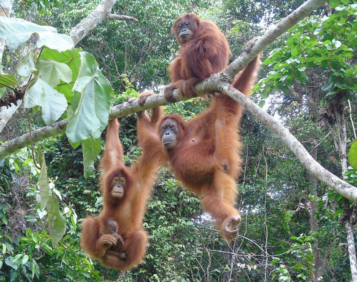 Orangutans Indonesien